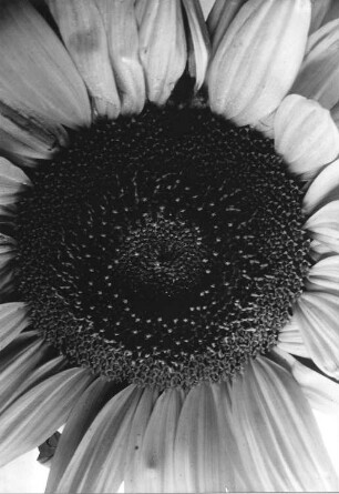 Sonnenblume - Helianthus annuus, Blüte