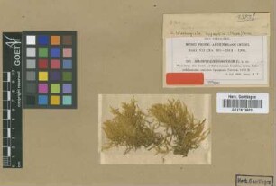 Sematophyllum hygrophilum M.Fleisch. [isotype]