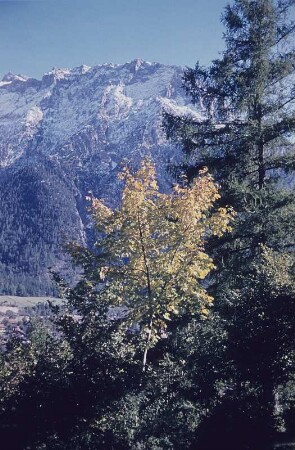 Mittenwald/Karwendel. Bäume und Bergpanorama