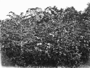 strauchartige Vegetation : Blick auf strauchartige Vegetation, vermutlich Kaffeeanbau