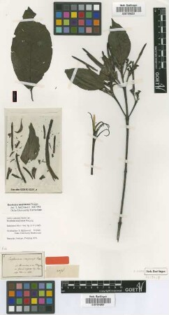 Exostema maynense Poepp. & Endl. [isotype]