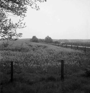 blühendes Rapsfeld, rechts eine Straße