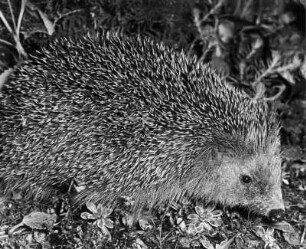 Igel
