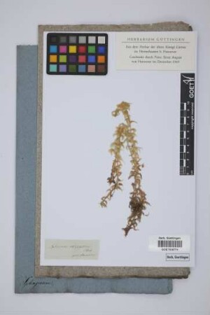 Sphagnum obtusifolium Ehrh.