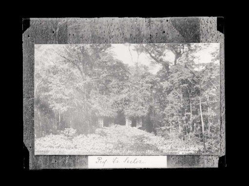 [Photograph of the Ruins of Palenque, Temple of the Sun by C. B. Waite]
