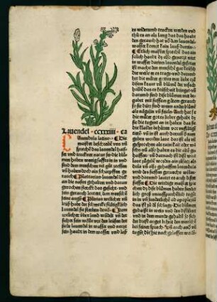 127v, Lavendel (234. Kapitel)