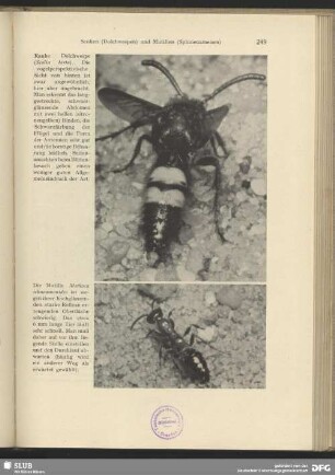 Rauhe Dolchwespe (Scolia hirta)