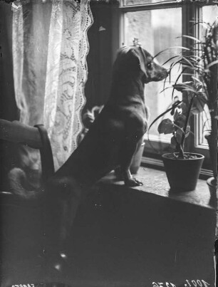Dachshund : Ein Kurzhaar-Dackel mit dem Namen Puck am Fenster.