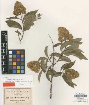 Ehretia mexicana S.Watson [isotype]