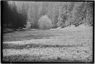 Märzenbecherwiese an der Bockmühle im Polenztal