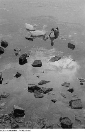 Drei Enten auf einem Teich im Johannapark