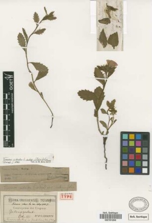 Turnera setosa Sm. var. integrifolia Griseb.
