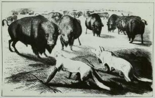 Technikgeschichte | Forstwirtschaft, Jagdwesen | Jagdwesen | Jagdmethoden | Pirsch