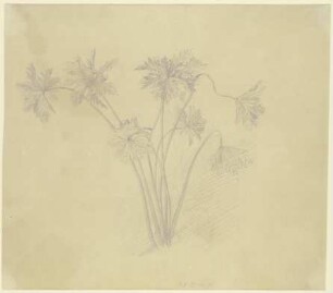 Stengel und Blätter von Anemonen
