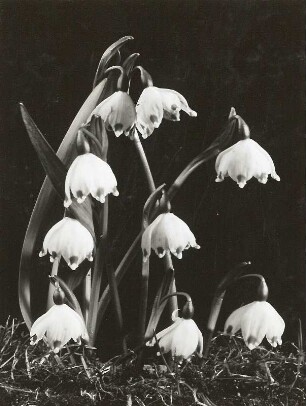 Frühlings-Knotenblume (Leucojum vernum), auch Märzenbecher, Märzbecher, Märzglöckchen oder Großes Schneeglöckchen
