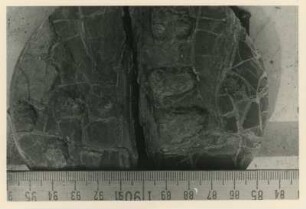 Bohrkern der Tiefenbohrung Freital (F 9), Teufe (Tiefe im Bergwerk) 249,50-254,70 m, 10 cm vor Krone (circa 254,60 m). Niederhäslich-Schweinsdorf Formation. Echte Trockenrisse. Bannewitz-Boderitz, Bohrpunkt südlich des letzten Hauses, östlich der Straße zum Marienschacht