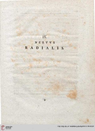 IV: Nervus radialis