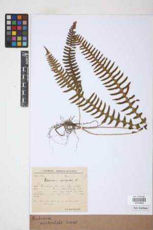 Blechnum polypodioides Raddi