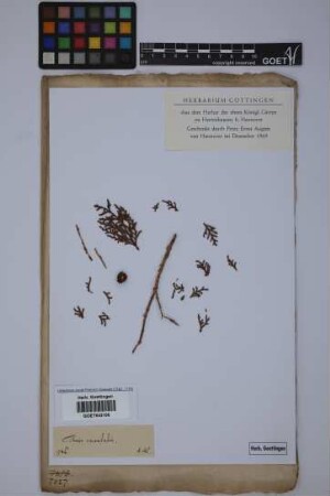 Thuja occidentalis L.