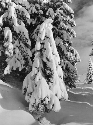 Winterbilder. Verschneite Nadelbäume