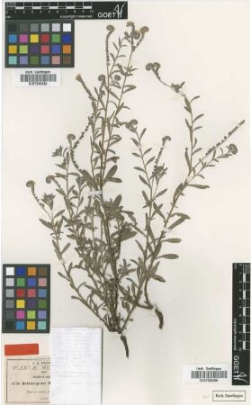 Heliotropium mexicanum Greenm. [syntype]