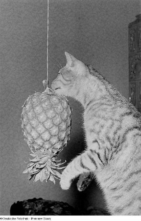 Eine Katze und eine an einem Band befestigte Ananas