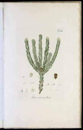 Tab. XIV Protea imbricata Thunb.