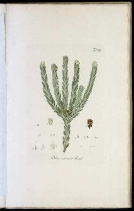 Tab. XIV Protea imbricata Thunb.