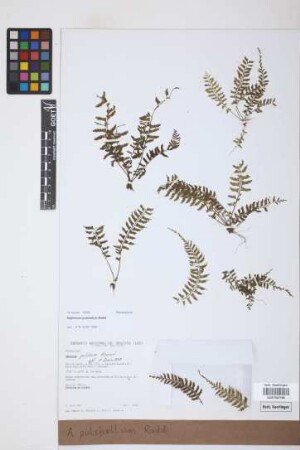 Asplenium pulchellum Raddi