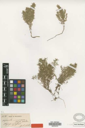 Asperula muscosa Boiss. & Heldr. [type]