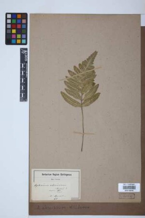 Asplenium abscissum