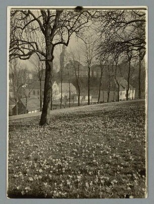 Drebach, die blühende Pfarrwiese