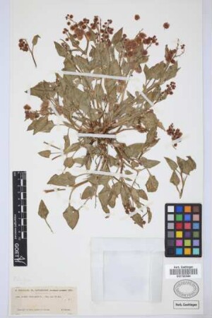 Rumex vesicarius L.