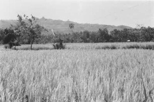 Reisfeld mit Feldaltar : Landschaft mit Reisfeldern und einem Schrein darin
