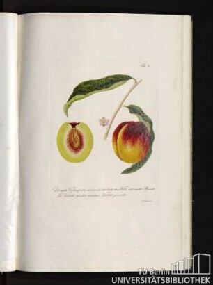 Tab. 11. Die späte Veilchen färbig marmorirte, oder bunte ohne Wolle, oder nackte Pfirsich. La Violette tardive marbrée, Violette panachée.
