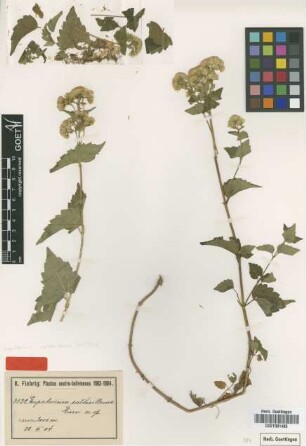 Eupatorium calderillense Hieron. [type]