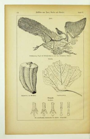 Tafel V. Fossilien aus Jura, Kreide und Tertiär