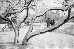 Winterstimmung im Botanischen Garten nach verspätetem Wintereinbruch mit starkem Schneefall