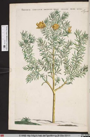 TRIFOLIUM AFRICANUM FRUTICANS FOLIO INCANIS FLORE LUTEO.