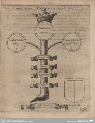 Tabula, sive ramus Arboris Philosophicae de fermento rubeo.