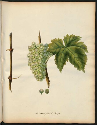 61. Le Muscat jaune de Portugal