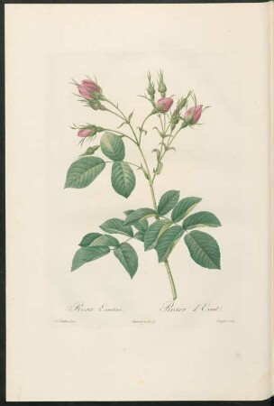 Rosa Evratina. Rosier d'Evrat. Langlois sculp.