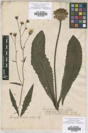 Hieracium
