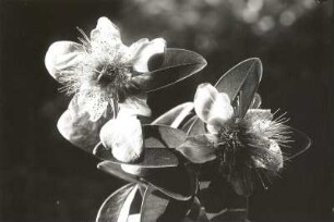 Passionsblume (Passiflora)