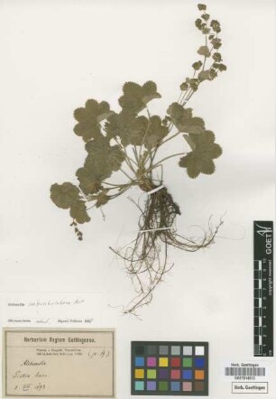 Alchemilla