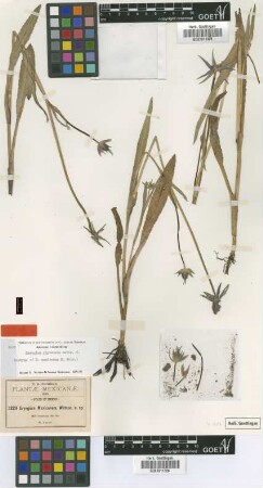 Eryngium mexicanum S.Watson [isotype]