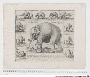 Elephas hic per Europam visus est, Anno 1629. : Dieser Elephant nach dem er in Europen gebracht worden, Ist Anno 1629. auch in Teütschlandt gefürt worden, und zu Francfort am Main in der fasten Meß und anderen orten solcher gestalt zusehen gewesen, wie alhie abconterfeht, Sampt denen actionen und bewegungen, so er auff seines Meisters gebott gethan, auff dessen zusprechen er auch mit einer stimm antwort geben und seinem geheiß ordentlich gefolget: ist 10. Werckschuch hoch gewesen, und 10. Jahr altt, Anno. 1629.