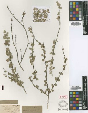 Schaefferia marchii Griseb. ex Urb. [type]