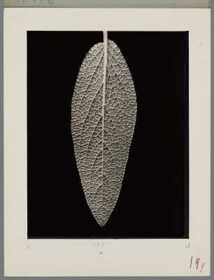 Salbei, Blatt, Unterseite (Salvia officinalis)