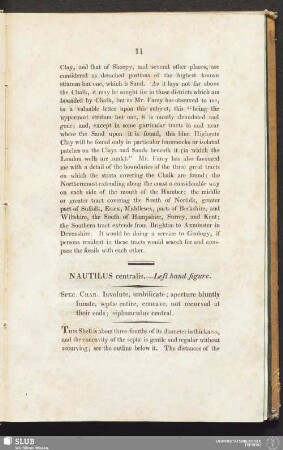 Nautilus centralis. - Left hand figure